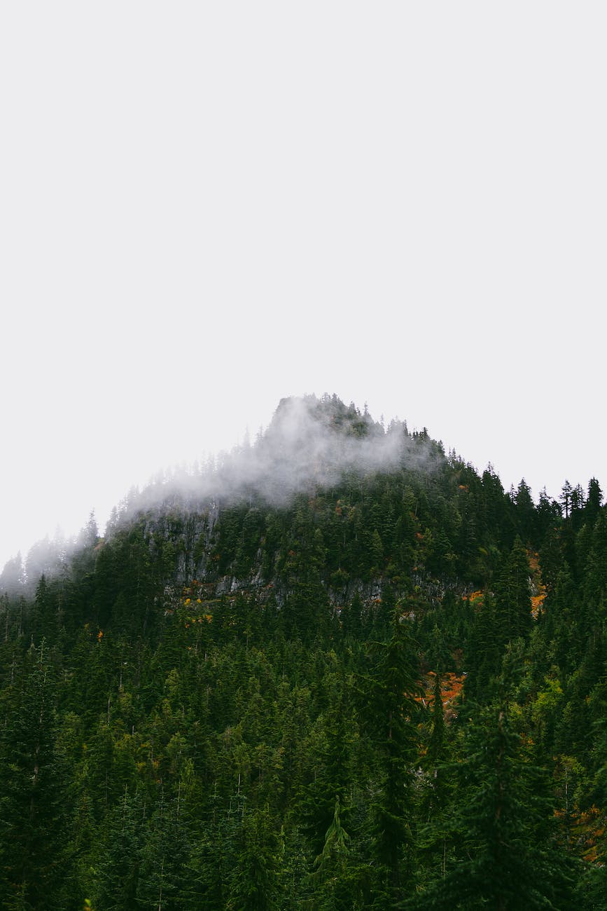 a mountain covered in trees with the peak in the clouds